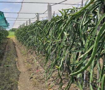 Physical Graffiti Dragon Fruit Plant Cutting - High Yield Variety