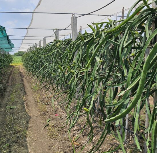 Physical Graffiti Dragon Fruit Plant Cutting - High Yield Variety
