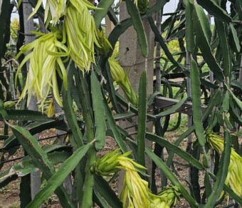 Physical Graffiti Dragon Fruit Plant Cutting - High Yield Variety