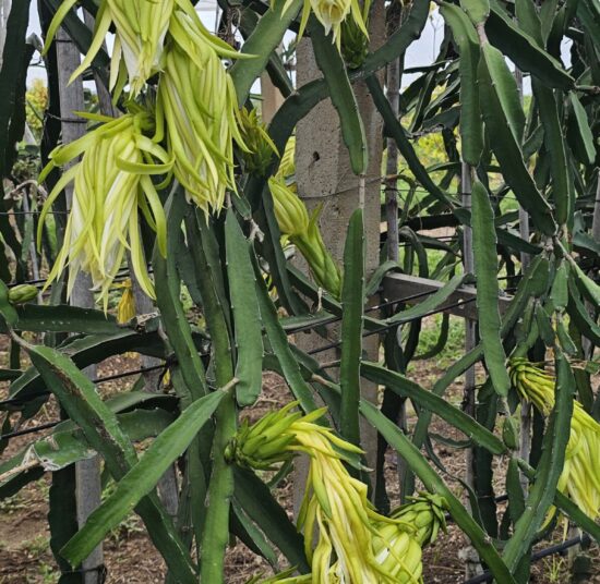 Physical Graffiti Dragon Fruit Plant Cutting - High Yield Variety