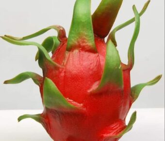 Physical Graffiti Dragon Fruit Plant Cutting - High Yield Variety