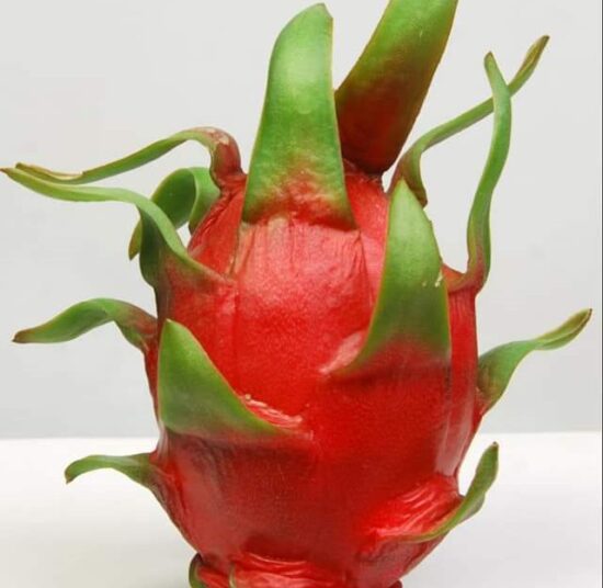 Physical Graffiti Dragon Fruit Plant Cutting - High Yield Variety