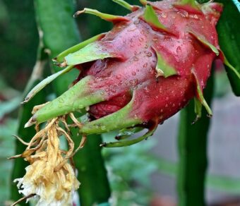 Physical Graffiti Dragon Fruit Plant Cutting - High Yield Variety