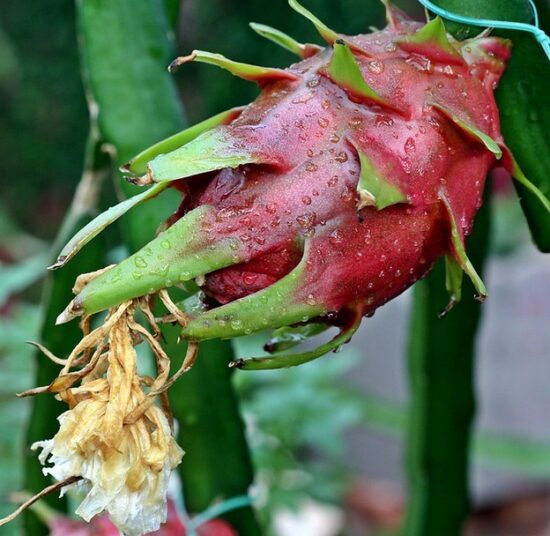 Physical Graffiti Dragon Fruit Plant Cutting - High Yield Variety