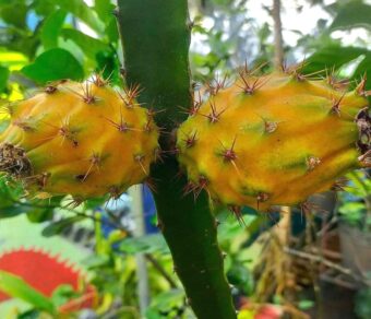 Ecuador Palora Yellow (Kurela Tested)