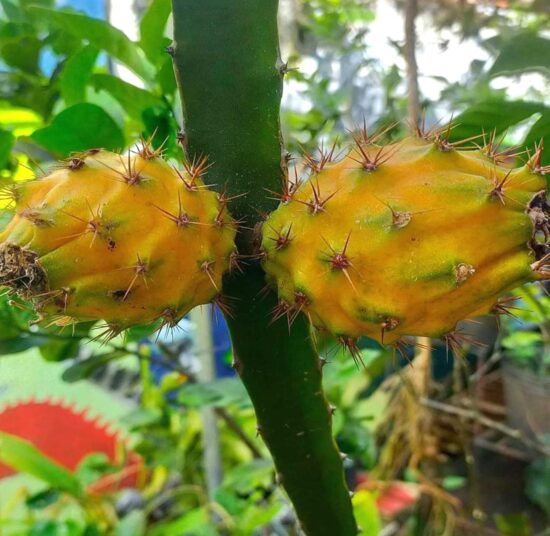 Ecuador Palora Yellow (Kurela Tested)