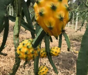 Ecuador Palora Yellow (Kurela Tested)