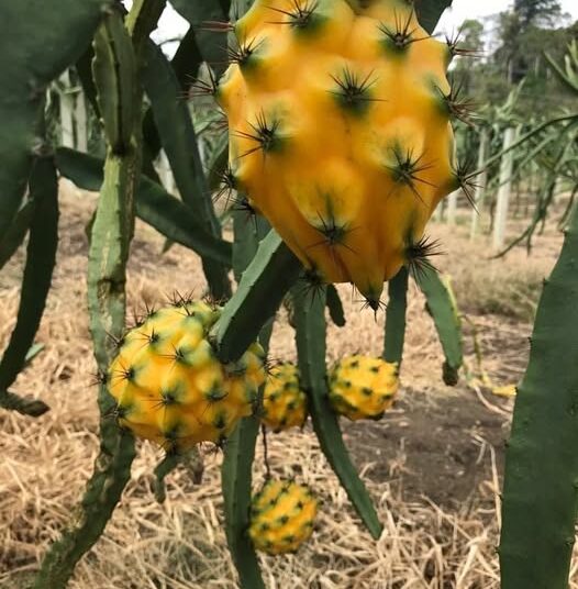 Ecuador Palora Yellow (Kurela Tested)