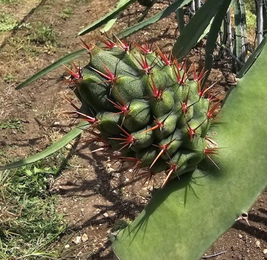 Ecuador Palora Yellow (Kurela Tested)