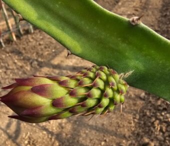 Ecuador Palora Yellow (Kurela Tested)