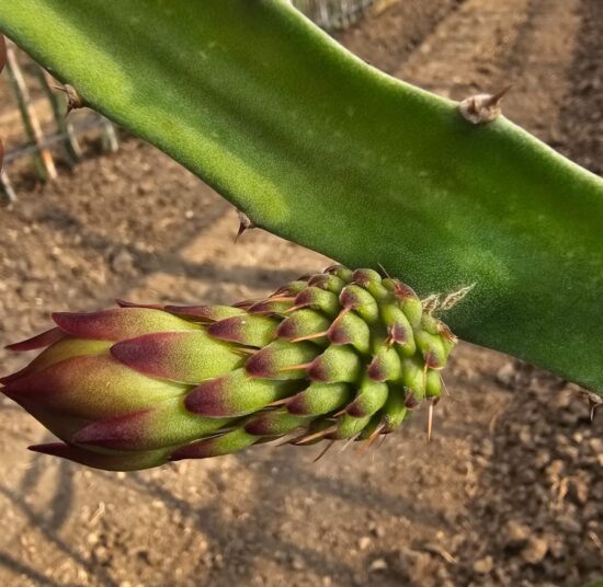 Ecuador Palora Yellow (Kurela Tested)