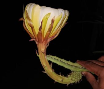 Ecuador Palora Yellow (Kurela Tested)