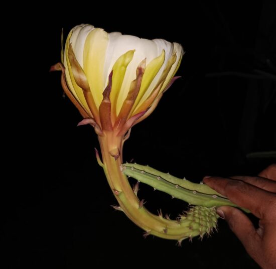 Ecuador Palora Yellow (Kurela Tested)