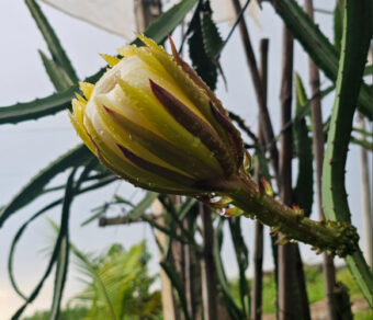 Ecuador Palora Yellow (Kurela Tested)