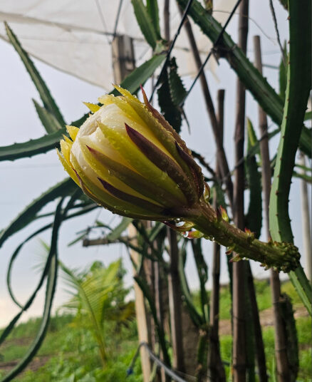 Ecuador Palora Yellow (Kurela Tested)