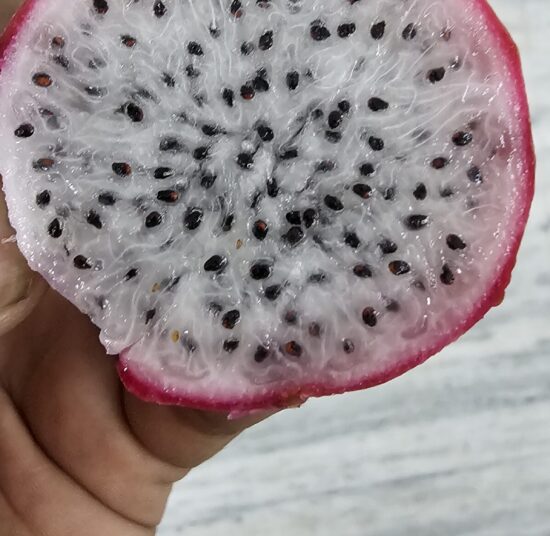 Red Palora Dragon Fruit Plant Cutting (Premium Red Skin Variety)