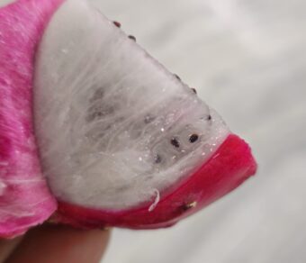 Red Palora Dragon Fruit Plant Cutting (Premium Red Skin Variety)