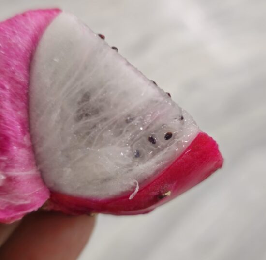 Red Palora Dragon Fruit Plant Cutting (Premium Red Skin Variety)