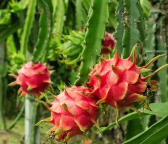 MALAYSIAN RED - RED FLESH