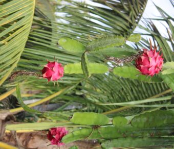 Sri Lankan Red Dragon Fruit (Pitaya Roja) – High-Sugar Deep Red Variety