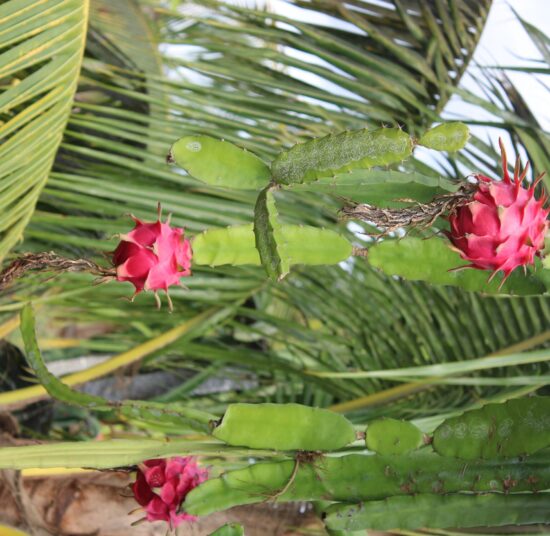 Sri Lankan Red Dragon Fruit (Pitaya Roja) – High-Sugar Deep Red Variety
