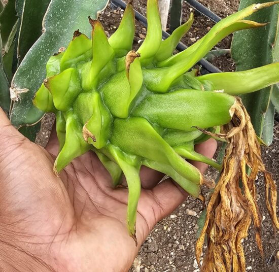 Vietnam White Dragon Fruit Plant – High Yield Commercial Variety