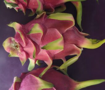 Vietnam White Dragon Fruit Plant – High Yield Commercial Variety