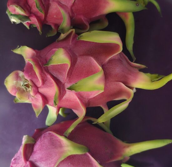 Vietnam White Dragon Fruit Plant – High Yield Commercial Variety