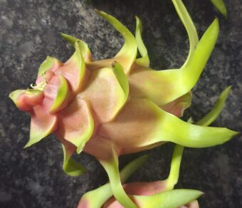 Vietnam White Dragon Fruit Plant – High Yield Commercial Variety