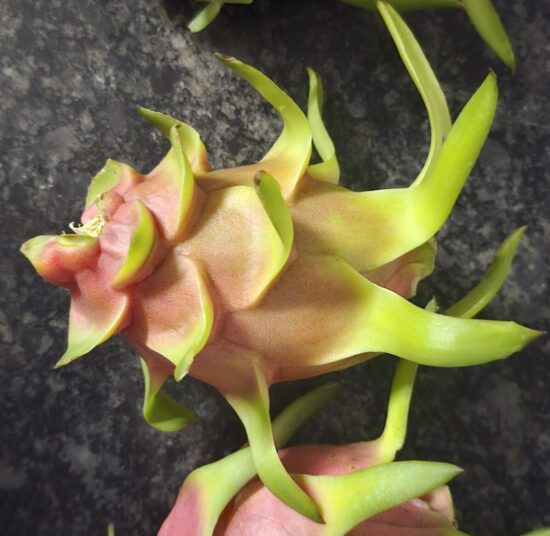 Vietnam White Dragon Fruit Plant – High Yield Commercial Variety