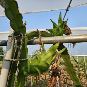 Vietnam White Dragon Fruit Plant – High Yield Commercial Variety