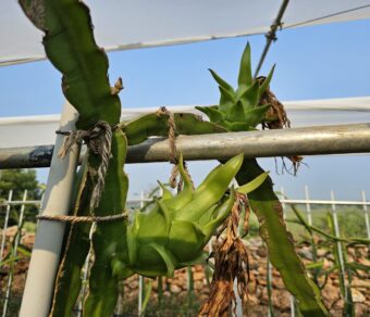 Vietnam White Dragon Fruit Plant – High Yield Commercial Variety