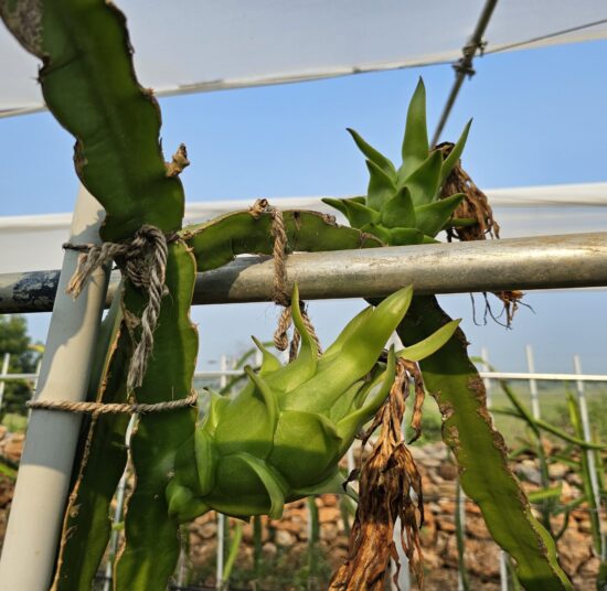 Vietnam White Dragon Fruit Plant – High Yield Commercial Variety