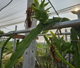 Vietnam White Dragon Fruit Plant – High Yield Commercial Variety