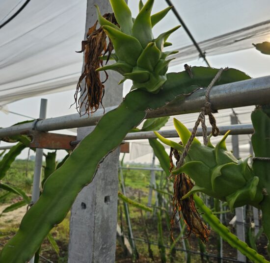 Vietnam White Dragon Fruit Plant – High Yield Commercial Variety