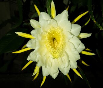 Sri Lankan Red Dragon Fruit (Pitaya Roja) – High-Sugar Deep Red Variety