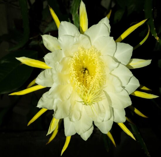 Sri Lankan Red Dragon Fruit (Pitaya Roja) – High-Sugar Deep Red Variety