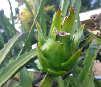 American Beauty - Red Flesh | High Sweetness | Self Pollinated