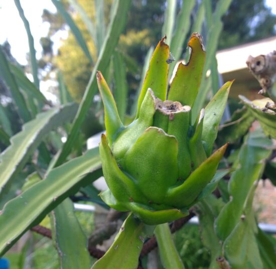 American Beauty - Red Flesh | High Sweetness | Self Pollinated