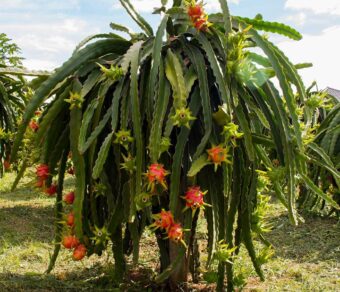 American Beauty - Red Flesh | High Sweetness | Self Pollinated
