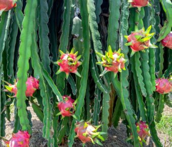 American Beauty - Red Flesh | High Sweetness | Self Pollinated