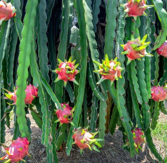 American Beauty - Red Flesh | High Sweetness | Self Pollinated