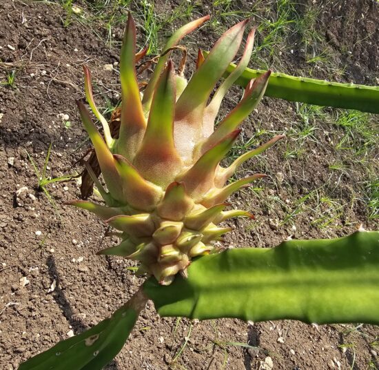 AX Dragon Fruit Plant Cutting – Red Flesh High Performance Variety