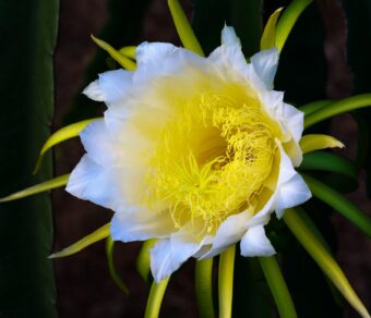 MALAYSIAN RED - RED FLESH