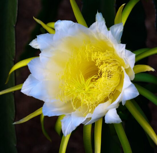 MALAYSIAN RED - RED FLESH