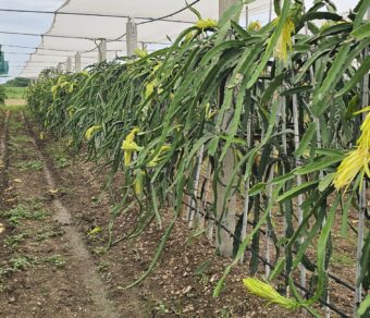 Physical Graffiti Dragon Fruit Plant Cutting - High Yield Variety