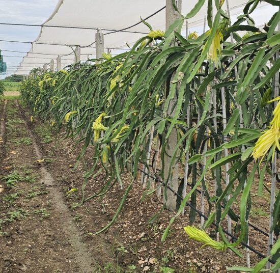 Physical Graffiti Dragon Fruit Plant Cutting - High Yield Variety