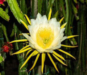 SIAM RED DRAGON - RED FLESH