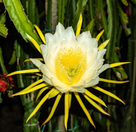 SIAM RED DRAGON - RED FLESH