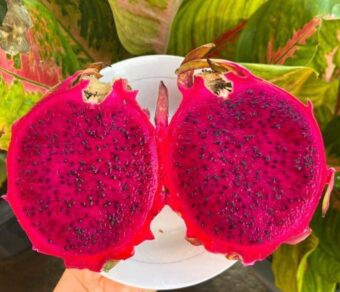 SIAM RED DRAGON - RED FLESH